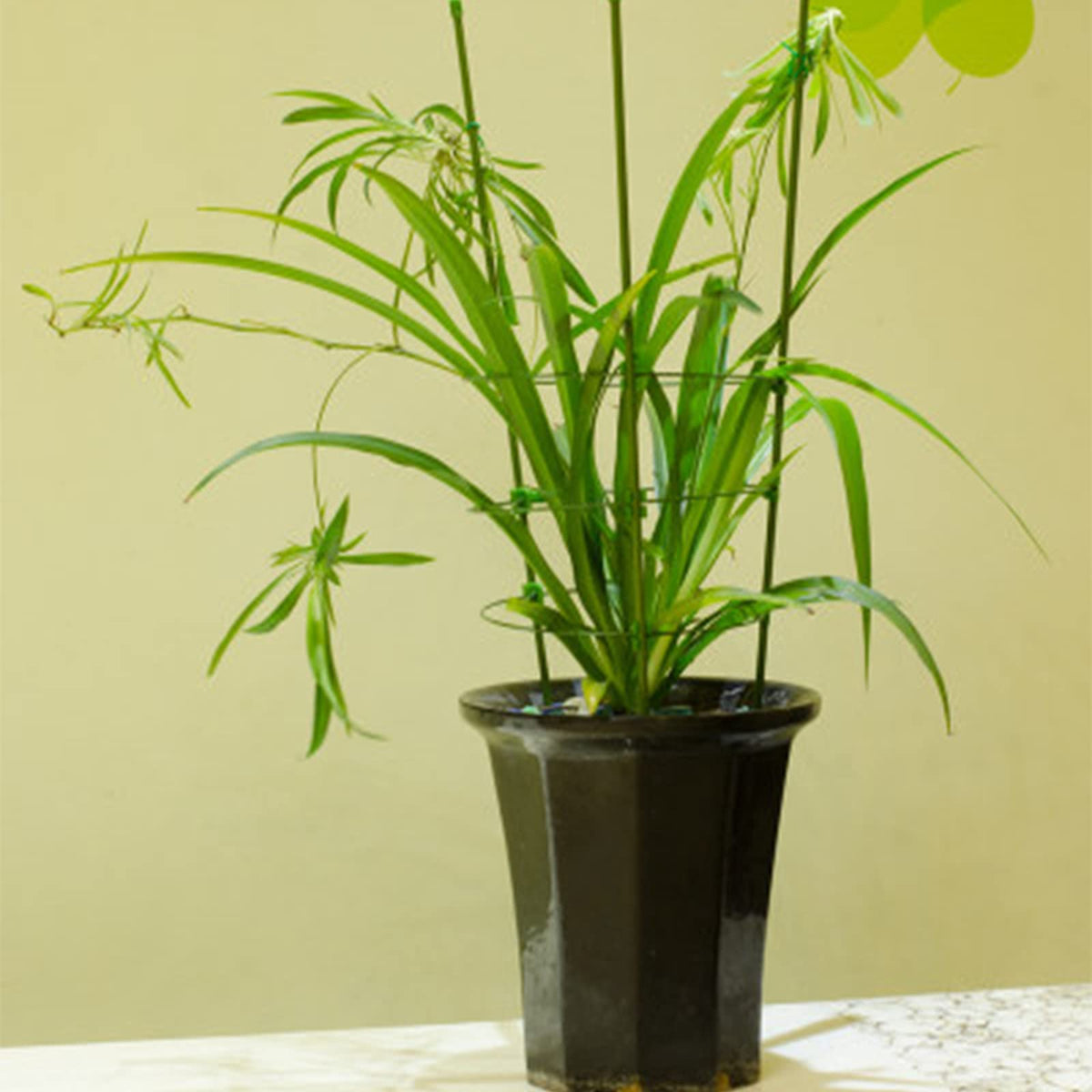 Legigo plant clips (10 pcs) for securing stems