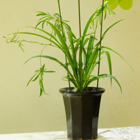 Legigo plant clips (10 pcs) for securing stems