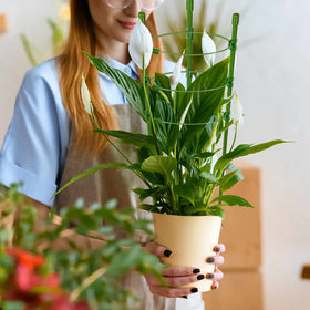 Legigo plant clips secure stems for tidy, productive growth.