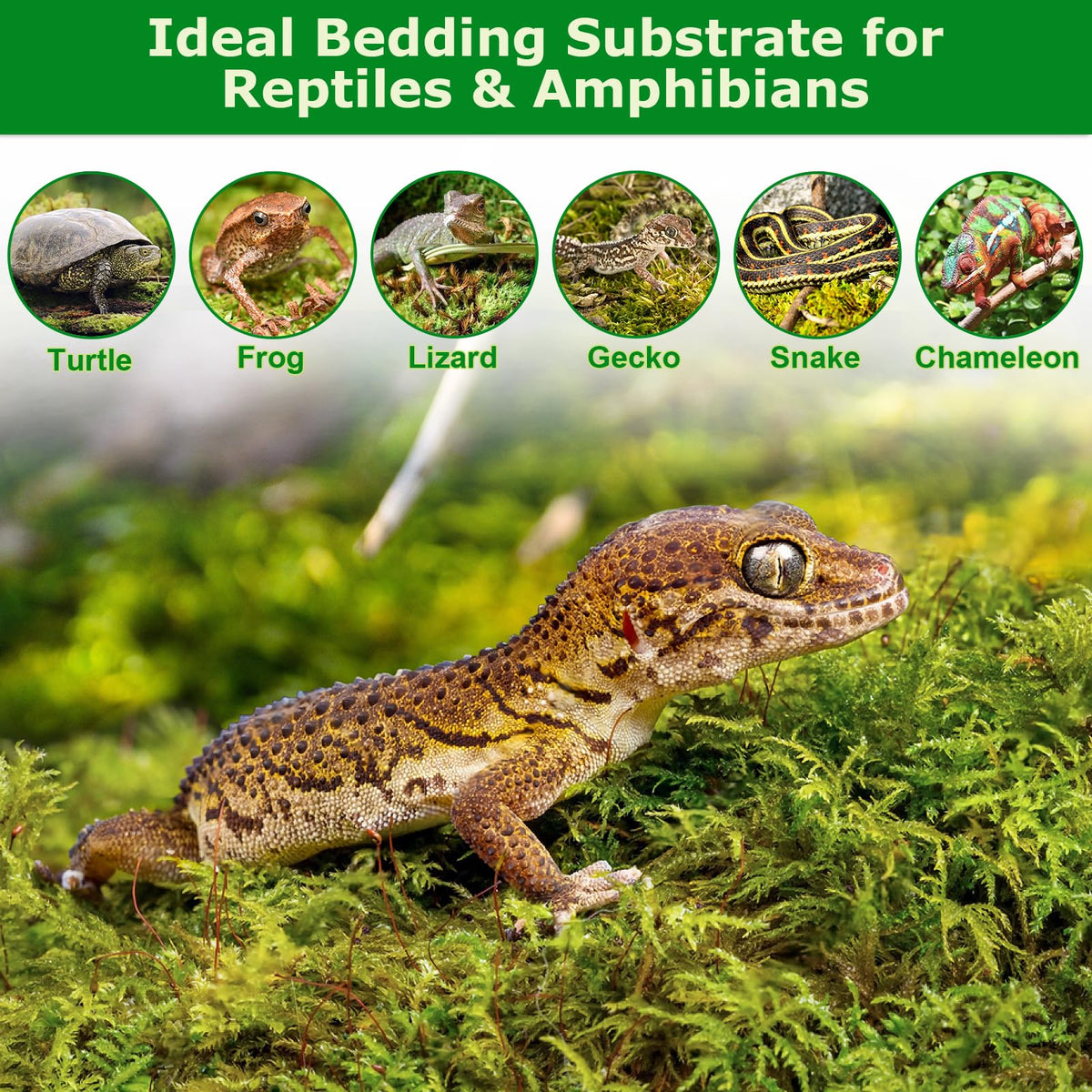 Legigo 7oz sphagnum moss brick expands when soaked for easy prep