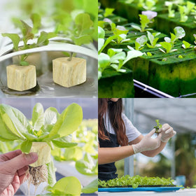Legigo rockwool plugs ideal for cuttings and cloning in indoor gardens.