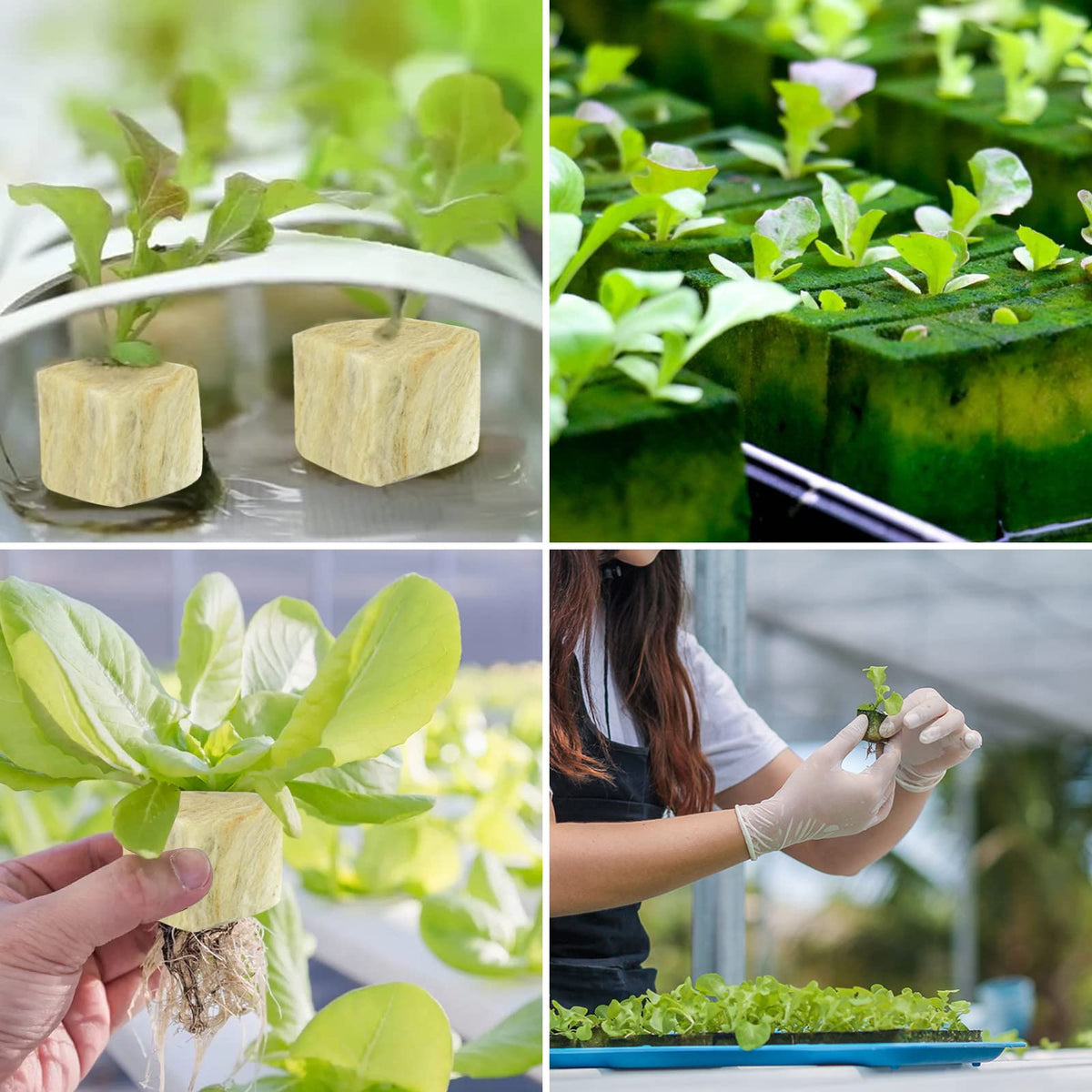 Legigo rockwool cubes in hydroponics setup improving root oxygen access