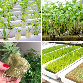 Legigo rockwool cubes ideal for germinating lettuce, cucumbers, and tomatoes.