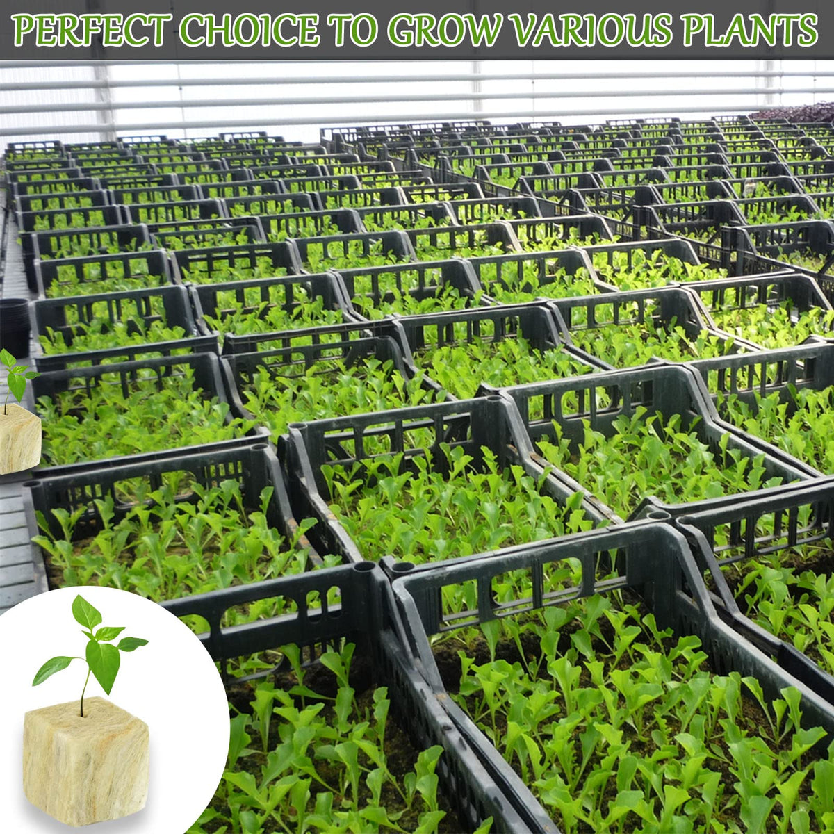 Legigo rockwool plugs maintain stable conditions to support young roots.