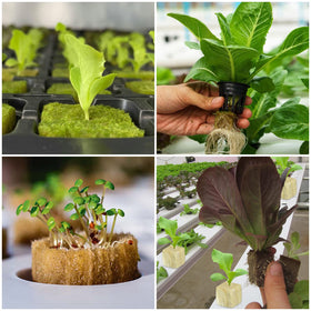 Legigo rockwool cubes suitable for lettuce cucumbers tomatoes and herbs