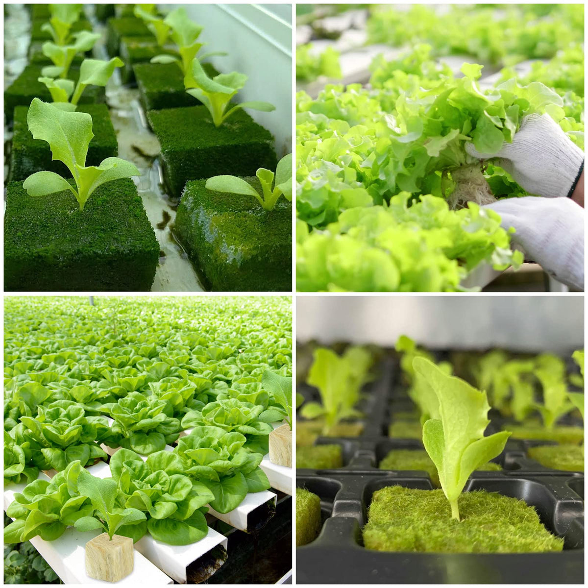 Legigo rockwool plugs suited for vertical gardens and hydroponic towers.