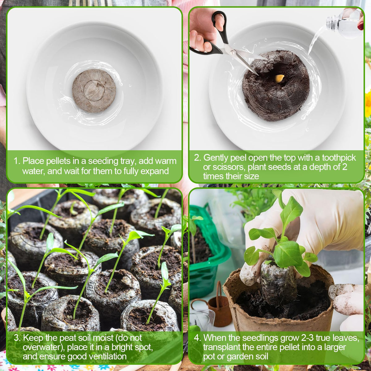 Legigo seed pods’ mesh enables root growth and easy transplanting into soil.