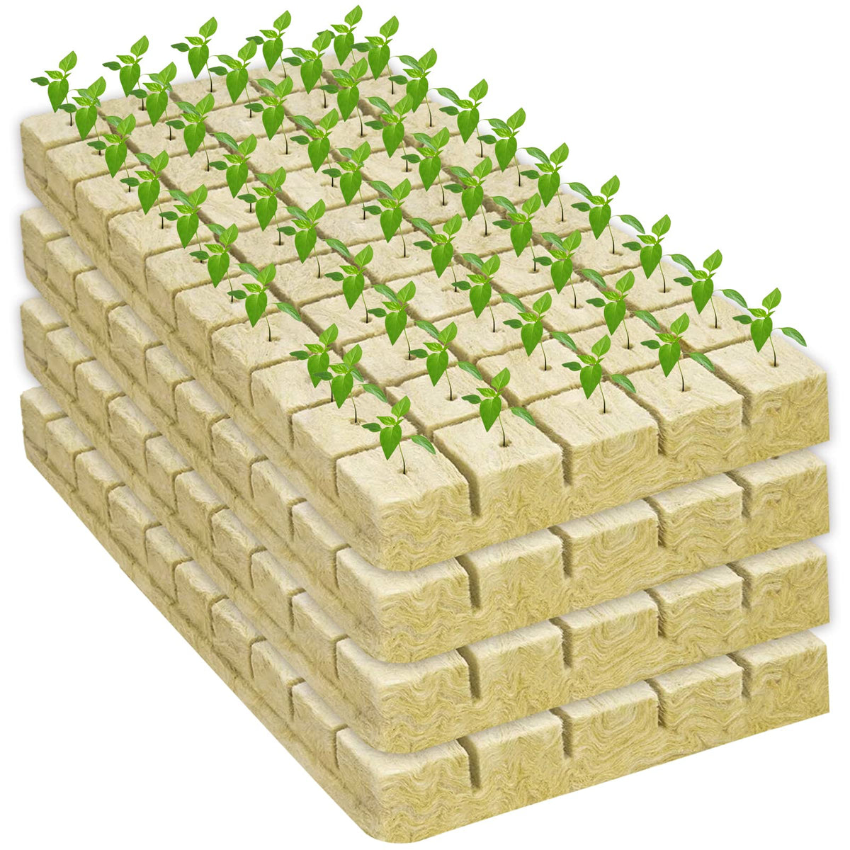 Legigo seed germination and early root development in rockwool cubes.