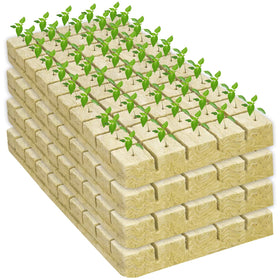 Legigo seed germination and early root development in rockwool cubes.