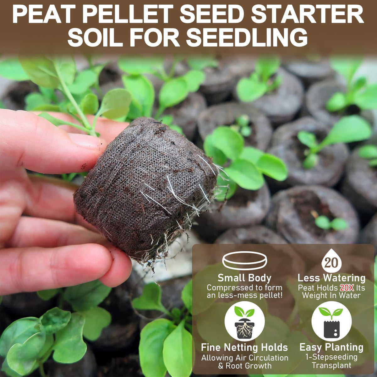 Legigo seedlings in peat pellets tray ready for transplant