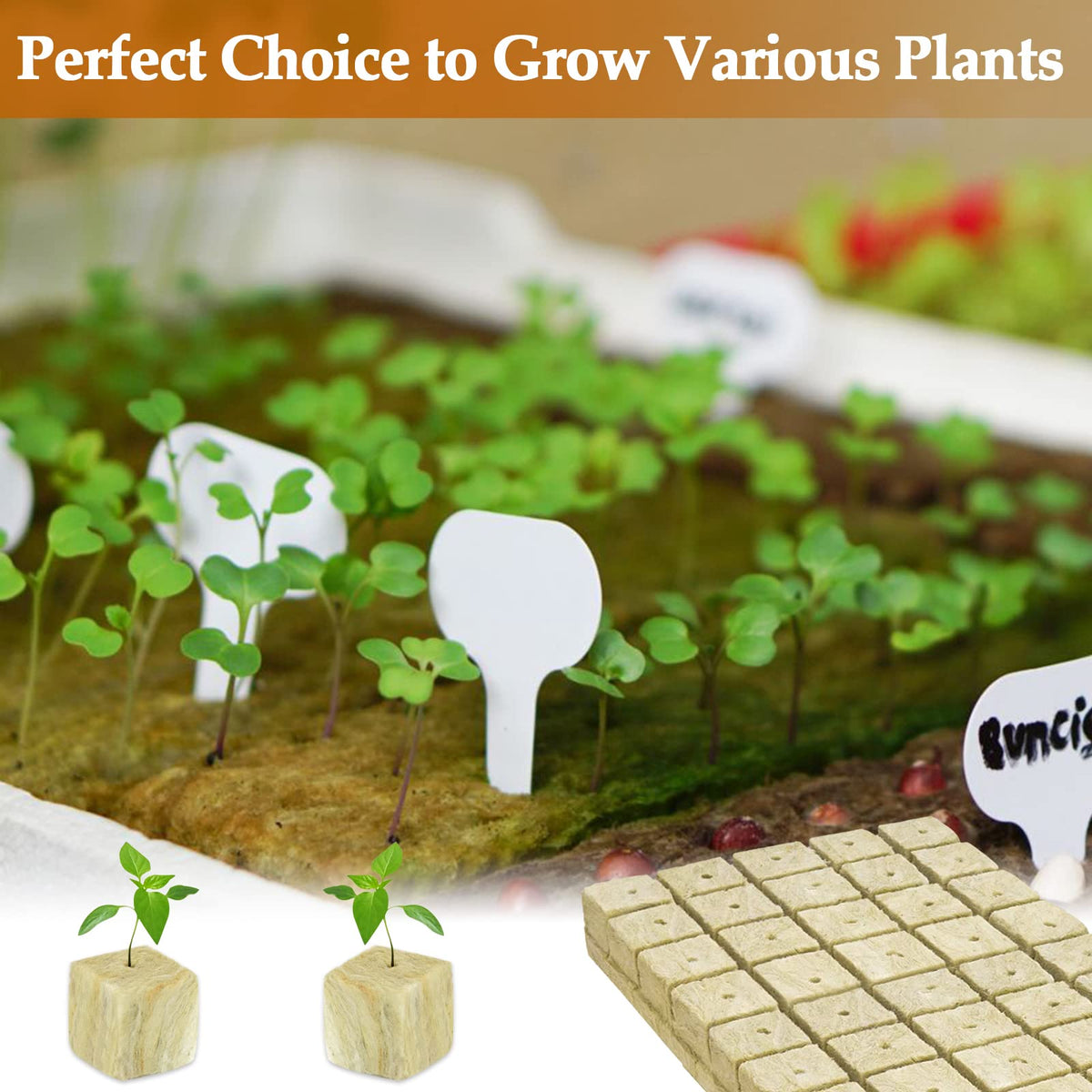 Legigo soilless garden setup using rockwool cubes enables easy transplanting.