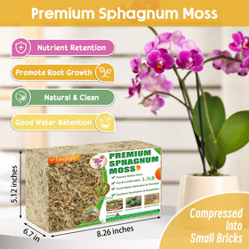 Legigo sphagnum moss dry close-up reveals airy texture and premium quality for plant care