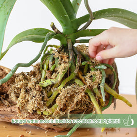 Legigo carnivorous plant moss for venus flytraps with moisture retention.