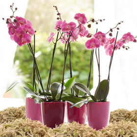 Legigo sphagnum moss for carnivorous plants improves substrate aeration