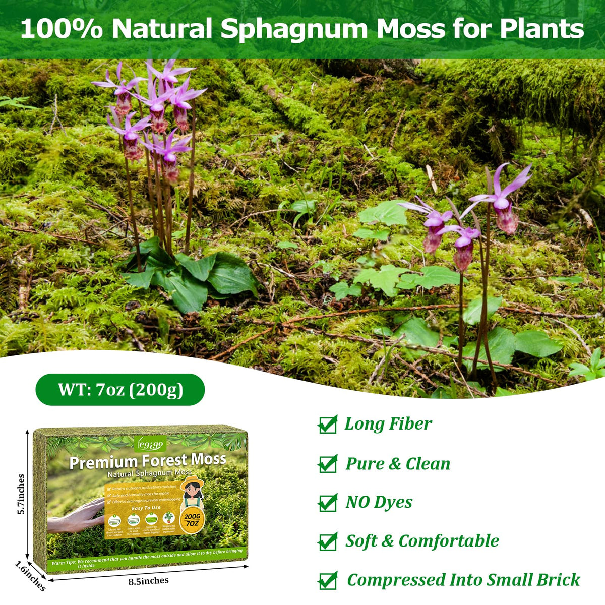 Legigo moss close-up shows fluffy texture ideal for moisture-loving plants