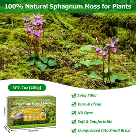 Legigo moss close-up shows fluffy texture ideal for moisture-loving plants