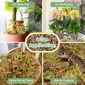 Legigo moss layering for succulents adding moisture and better airflow.