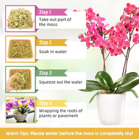 Legigo orchid moss shows roots staying moist for better orchid rooting
