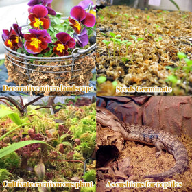 Legigo moss rehydrated quickly to aid rooting