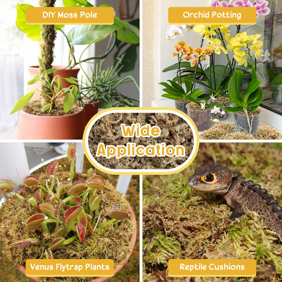 Legigo moss layering for succulents highlights decorative and breathable mulch option
