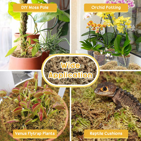 Legigo moss layering for succulents highlights decorative and breathable mulch option