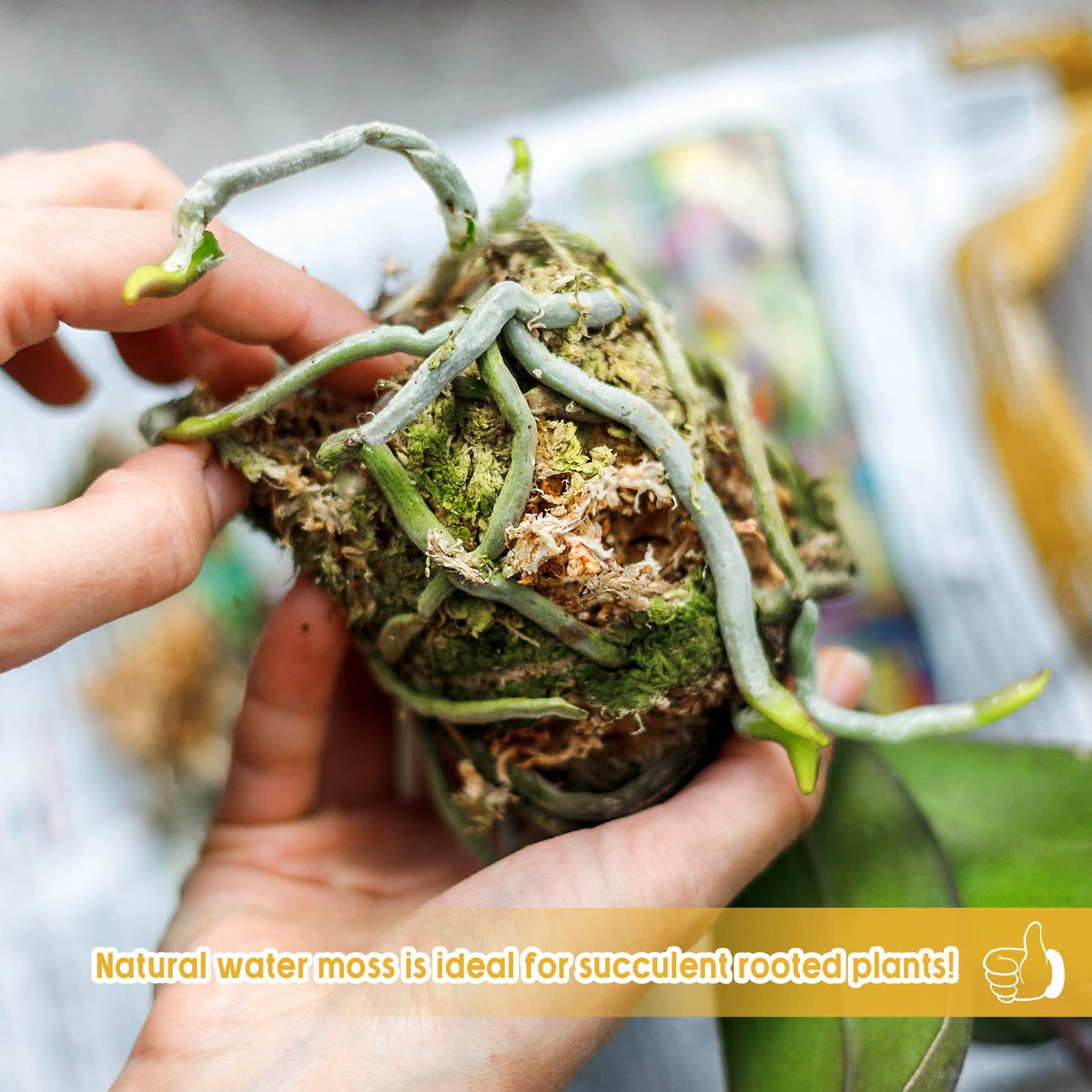 Legigo moss in terrariums supports hydration for reptiles and amphibians