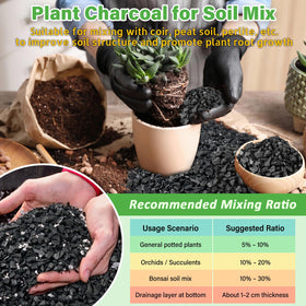 Charcoal-based succulent soil aiding moisture balance