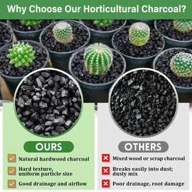 Legigo terrarium bottom layer charcoal promotes airflow and moisture control.