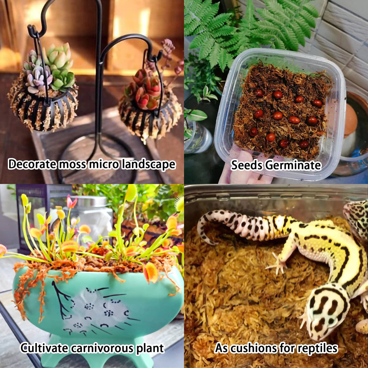 Legigo moss used for terrarium decor, reptile habitat, and humidity.