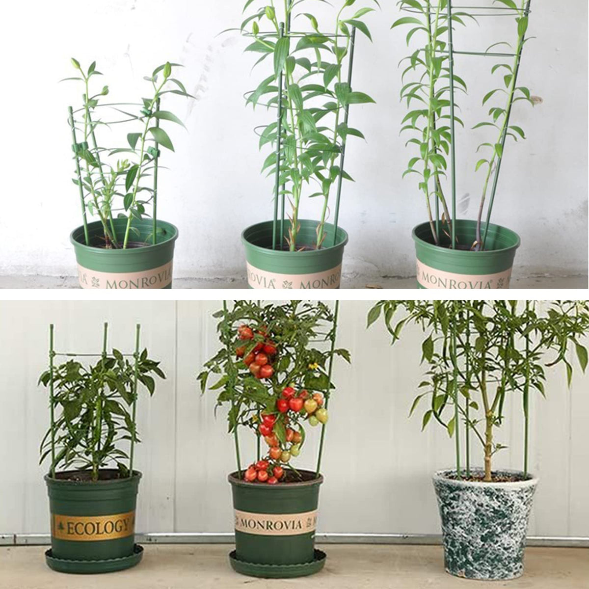 Legigo tomato cage in a garden setting ready for fruit vines