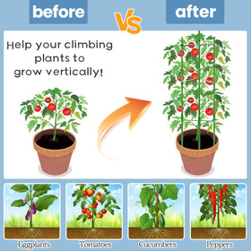 Legigo tomato cage rose bush support helps roses grow upward