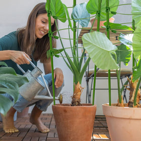 Legigo cages suit vertical climbers like tomatoes, cucumbers, flowers, and orchids.