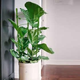 Legigo vertical climbing cage supports tomatoes and cucumbers for tidy upright growth.