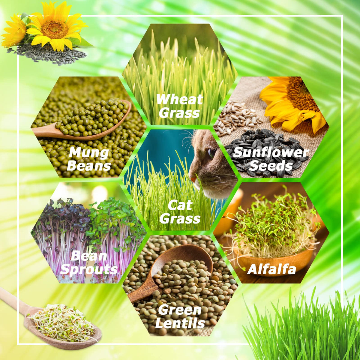Legigo water-drainage-efficient trays prevent soggy roots and mold during germination.