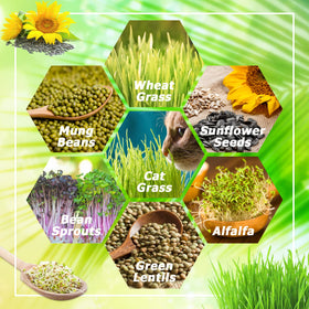 Legigo water-drainage-efficient trays prevent soggy roots and mold during germination.