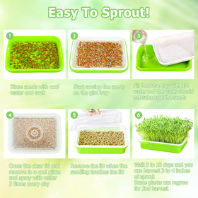 Legigo wheatgrass setup demonstrates quick, soil-free germination with minimal mess