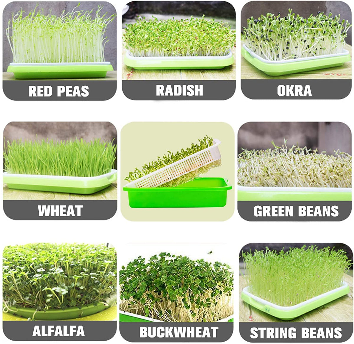 Legigo wide-application seed sprouter trays suit mung beans, wheatgrass, lentils, and more.