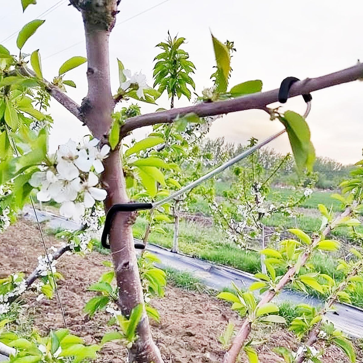 LEILINLIFE durable iron material detail highlights reliable branch support for trees.