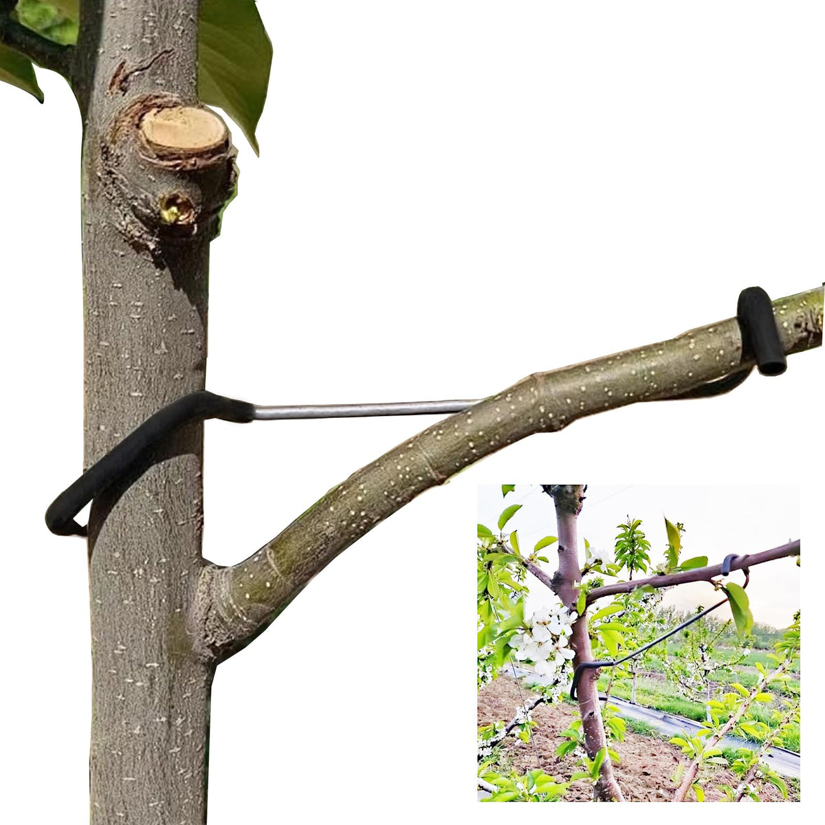 LEILINLIFE fruit tree spreaders installation demonstrates quick, easy setup for canopy space.