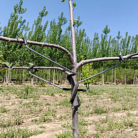 LEILINLIFE sustainable planting with spreaders aligns with eco friendly orchard practices.