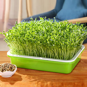 LeJoy Garden BPA-free PP material ensures clean, soil-free sprouting.