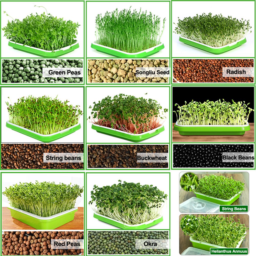 LeJoy Garden easy-to-use sprouting kit for families and kids.