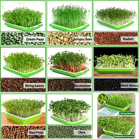 LeJoy Garden easy-to-use sprouting kit for families and kids.