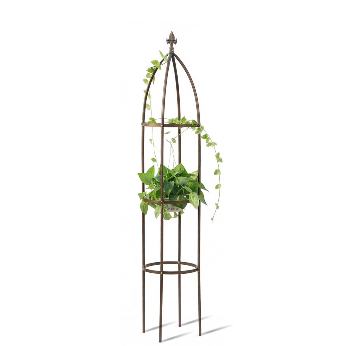 LeJoy Garden obelisk trellis bronze finish stands 66 inches tall, supporting climbing vines.