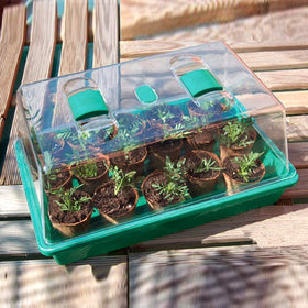 LeJoy Garden propagator with adjustable vents for precise climate during cloning.