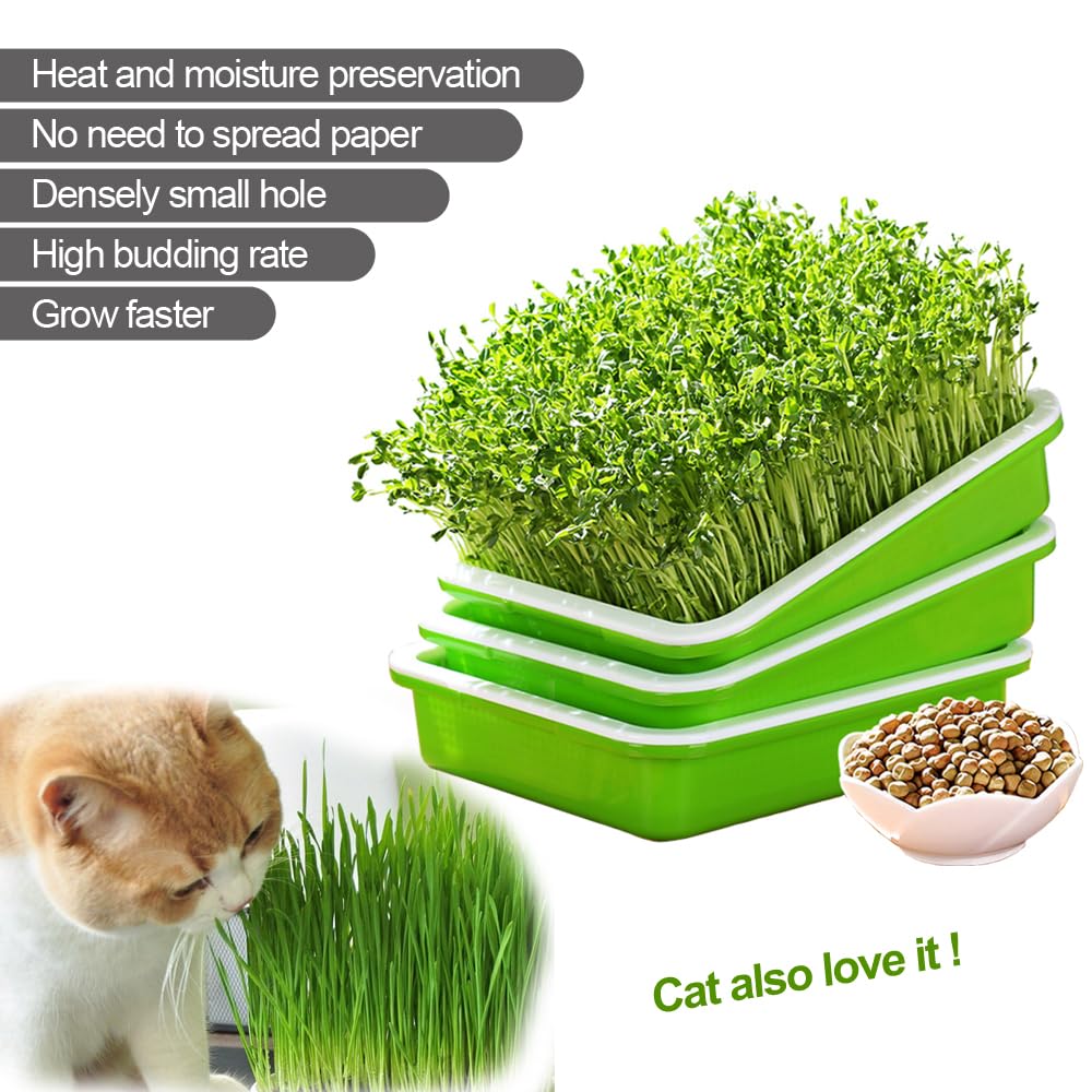 LeJoy Garden soil-free wheatgrass grower for fresh greens at home.
