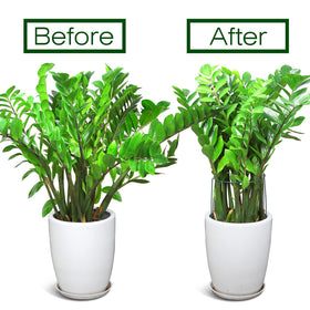 LEOBRO easy-install cage simplifies setup for peonies and shrubs.