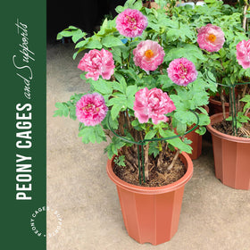 LEOBRO interlinkable stake groove enables strong, customizable arrangements.