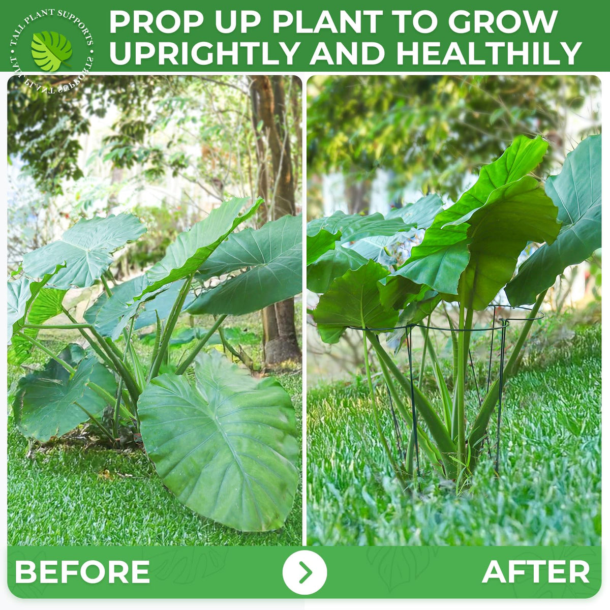 LEOBRO monstera support cage stabilizes indoor plant growth
