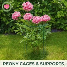 LEOBRO monstera support cage ensures stems stay upright indoors